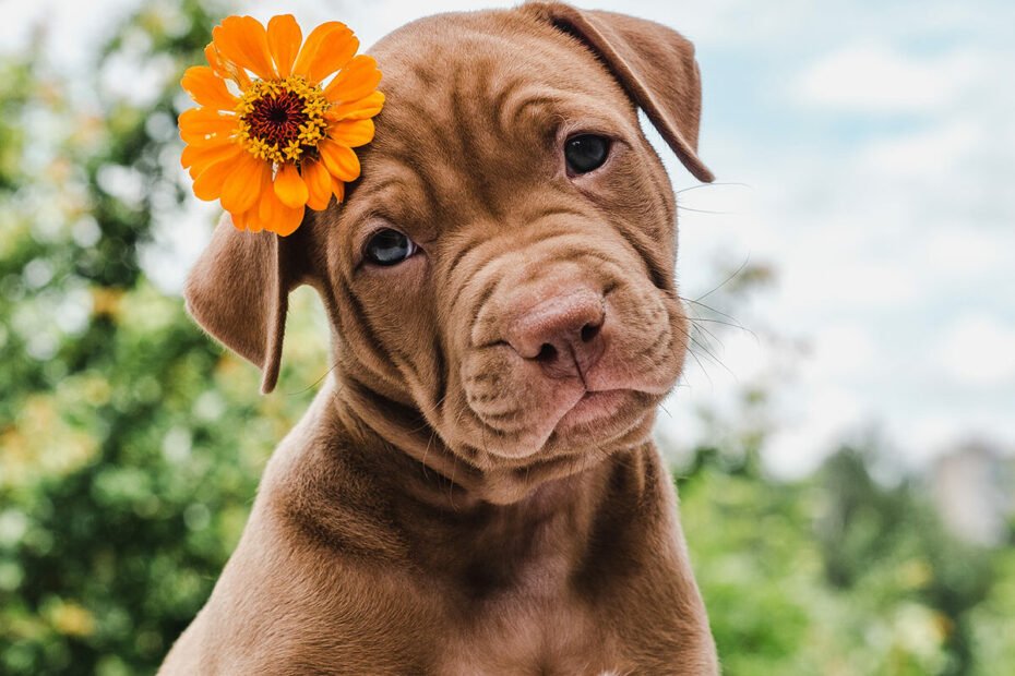 National Brown Dog Day 1200x834 1