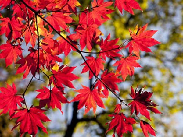 maple leaves fall 2