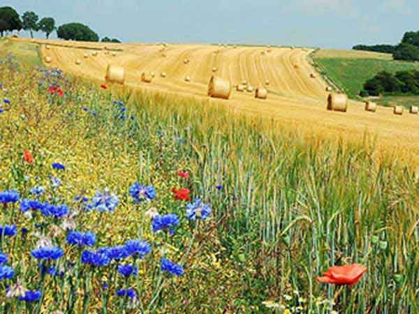Your Ultimate Guide to Summer 2027: Weather Forecasts, Must-See Events, and Key Dates 105 summer hay rolling